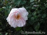 Generous Gardener, The Generous Gardener, The