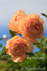 Lady of Shalott Lady of Shalott