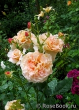 Augusta Luise Augusta Luise