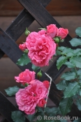 Rosarium Uetersen Rosarium Uetersen