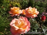 Frohsinn 82 Frohsinn 82