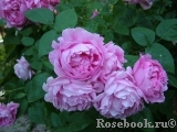 Mary Rose Mary Rose