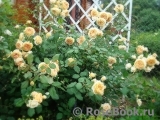 Crown Princess Margareta® Crown Princess Margareta®
