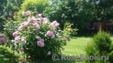 Mary Rose Mary Rose