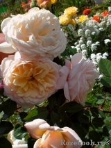 Crocus Rose® Crocus Rose®