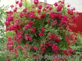 Excelsa Excelsa