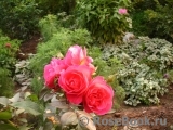 Generation Jardin Generation Jardin
