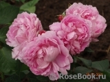 Mary Rose Mary Rose