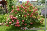 Rosarium Uetersen Rosarium Uetersen