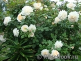 Crocus Rose® Crocus Rose®