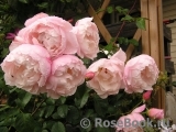 Generous Gardener, The Generous Gardener, The
