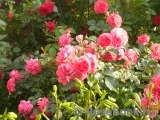 Rosarium Uetersen Rosarium Uetersen