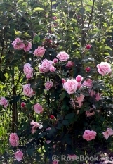 Blossomtime Blossomtime
