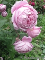 Alan Titchmarsh Alan Titchmarsh