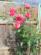 Rosarium Uetersen Rosarium Uetersen