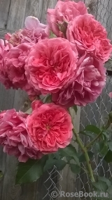 Rosarium Uetersen Rosarium Uetersen