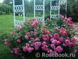 Rosarium Uetersen Rosarium Uetersen