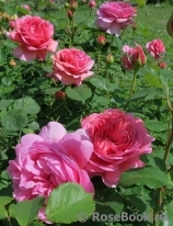 Princess Alexandra of Kent Princess Alexandra of Kent