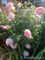 Abraham Darby Abraham Darby