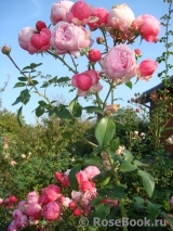 Pomponella