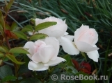 Aspirin Rose Aspirin Rose