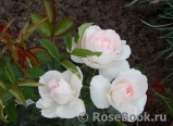Aspirin Rose Aspirin Rose