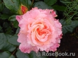 Augusta Luise Augusta Luise