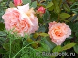 Augusta Luise Augusta Luise
