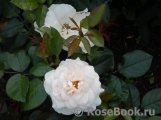 Lions Rose Lions Rose