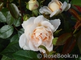 Lions Rose Lions Rose