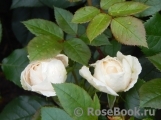Lions Rose Lions Rose