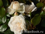 Lions Rose Lions Rose