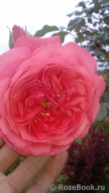 Rosarium Uetersen Rosarium Uetersen