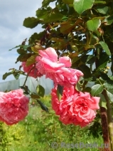 Rosarium Uetersen Rosarium Uetersen