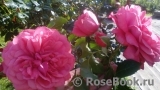 Rosarium Uetersen Rosarium Uetersen