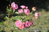 Sommerwind Sommerwind