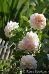 Marie Antoinette Marie Antoinette