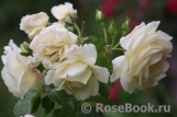 Marie Antoinette Marie Antoinette