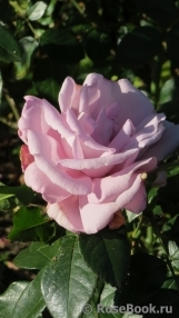 La Rose du Petit Prince La Rose du Petit Prince