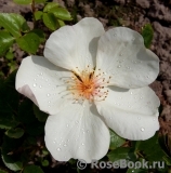 Jacqueline du Pre Jacqueline du Pre
