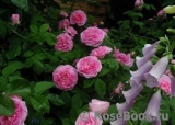 Gertrude Jekyll Gertrude Jekyll