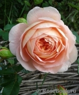 Abraham Darby Abraham Darby