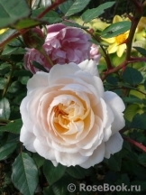 Crocus Rose® Crocus Rose®