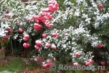 Rosarium Uetersen Rosarium Uetersen