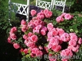 Rosarium Uetersen Rosarium Uetersen