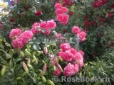 Rosarium Uetersen Rosarium Uetersen