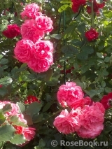 Rosarium Uetersen Rosarium Uetersen