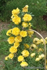 Persian Yellow Persian Yellow