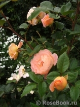 Rosemary Harkness Rosemary Harkness