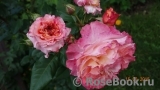 Augusta Luise Augusta Luise
